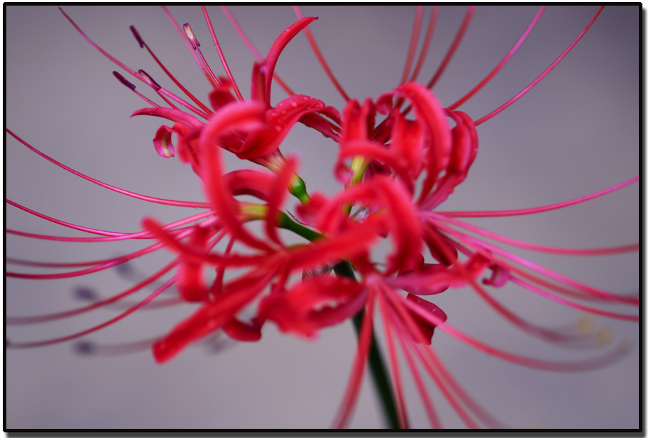 相思花 附歌詞 吉原彼岸花op Rzcpe