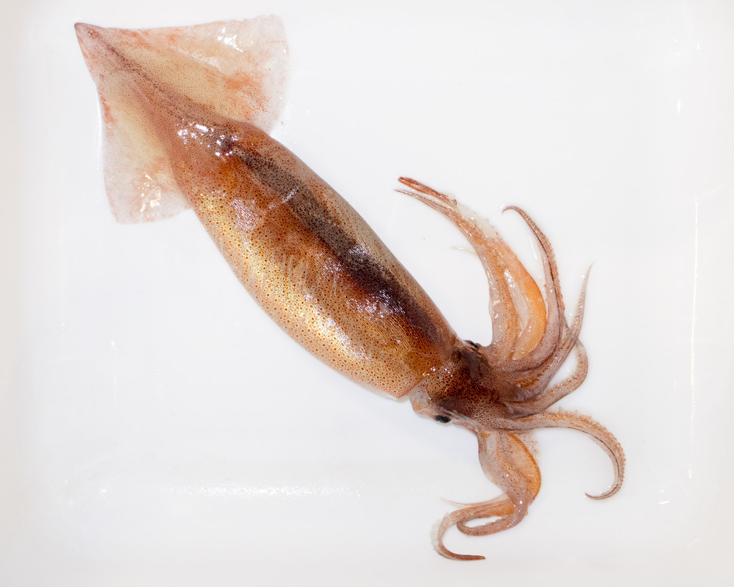 Pêche au calmar la saison "test" s'ouvre aujourd'hui CFIM