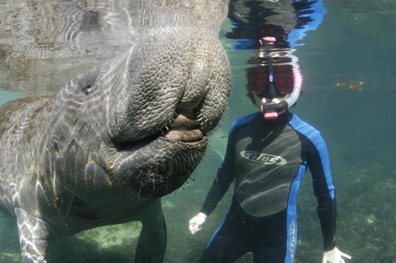Snorkeling with Manatees in the Crystal River CFLAS