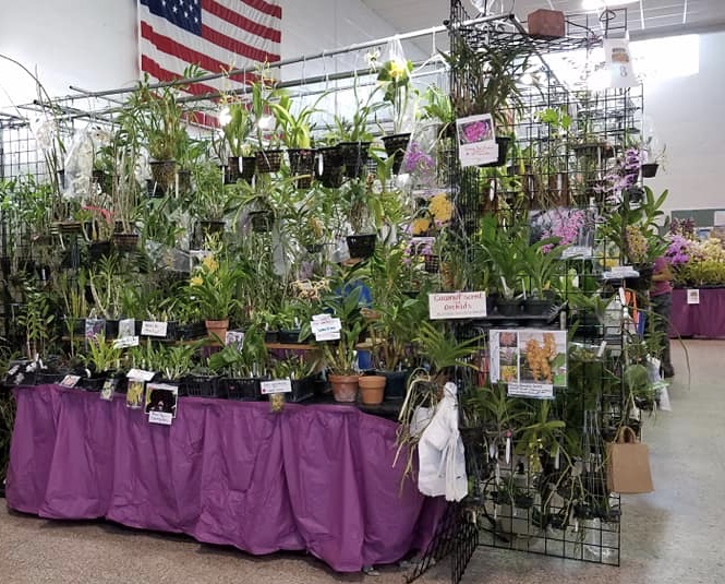 2019 Show & Sale Central Florida Orchid Society