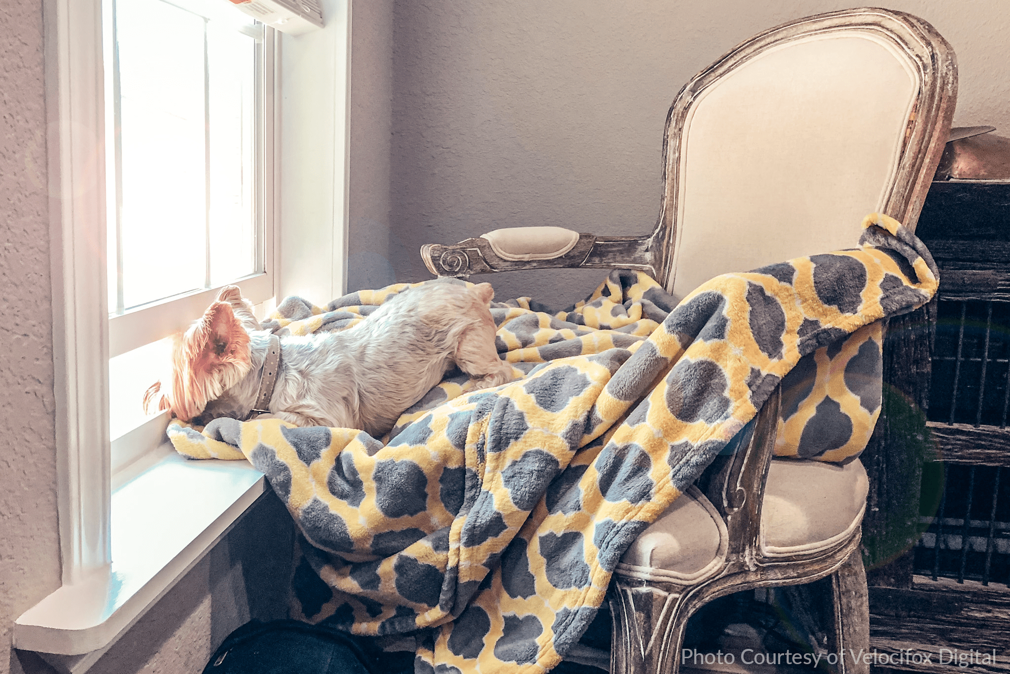 How Much Should Rental Property Owners Charge for a Pet Deposit