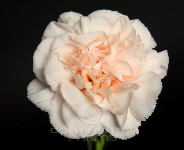 Carnation Lizzy Continental Farms