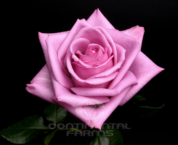 11+ Cool Water Rose Plant AlexinaRicky