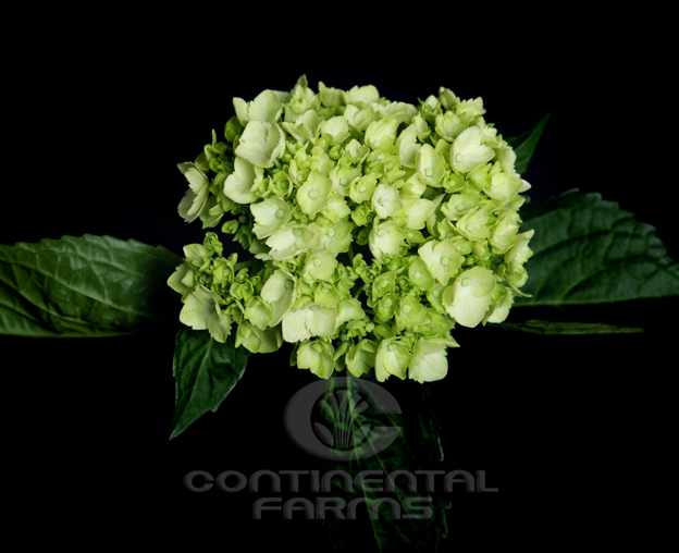 Antique Green Hydrangea