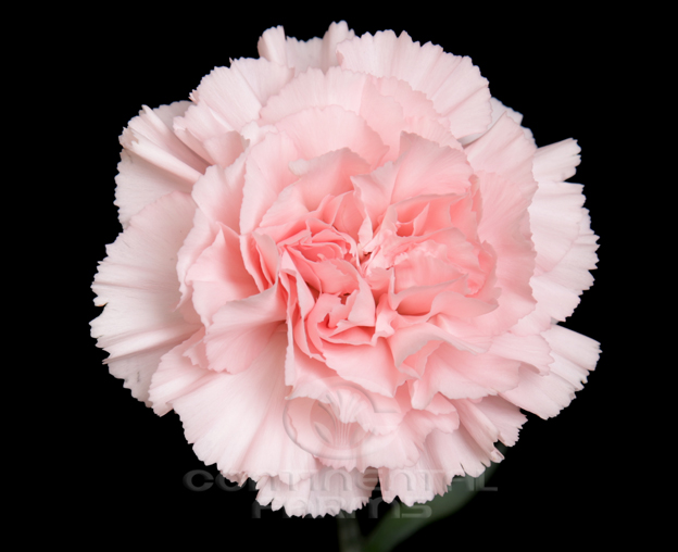 Carnation Doncel Continental Farms