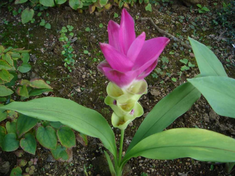 쿠르쿠마[Curcuma,Siam Tulip, Queen lily,Hidden lily]