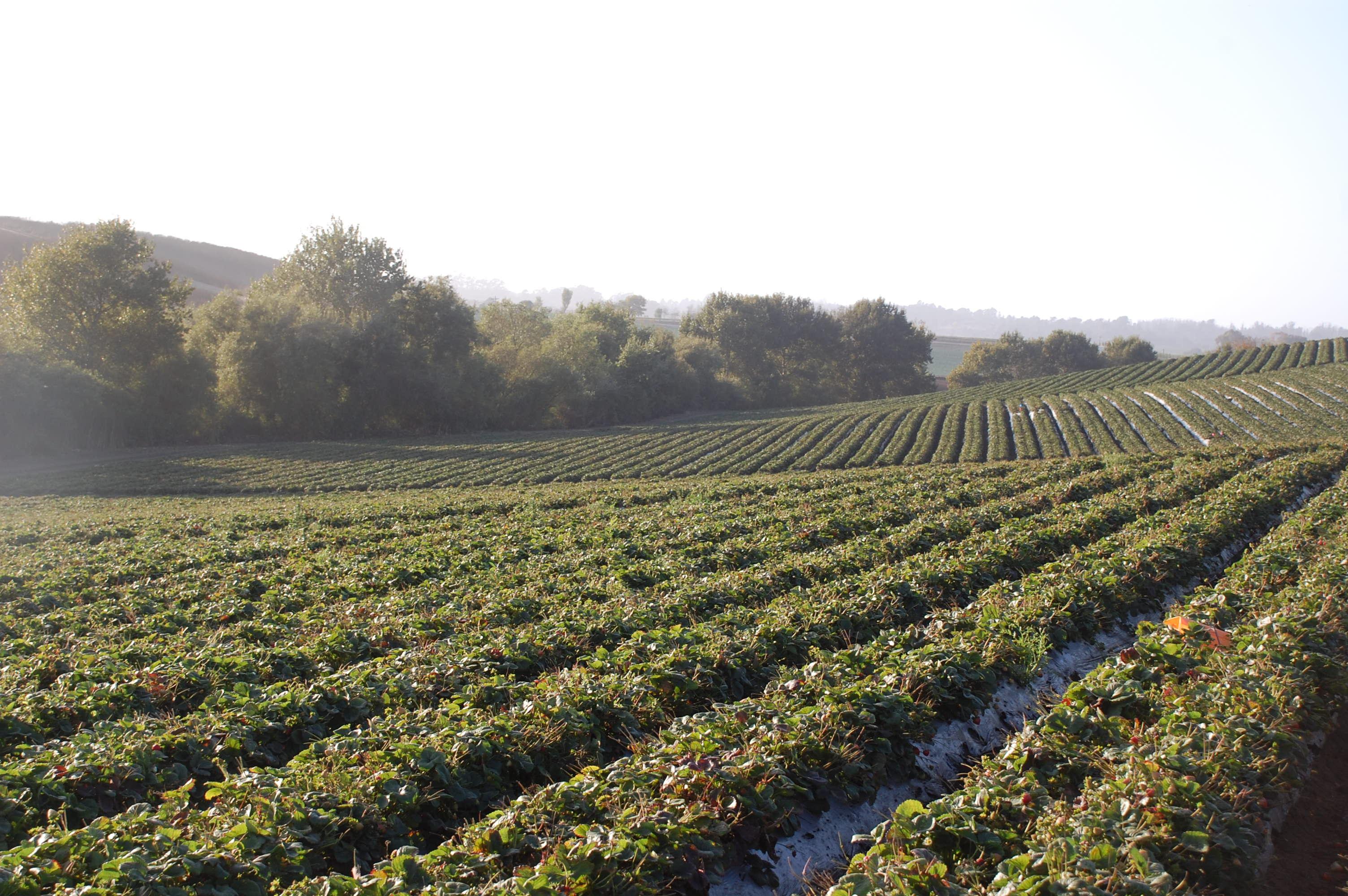 Supporting Corporate Philanthropy Driscoll’s Inc. Community