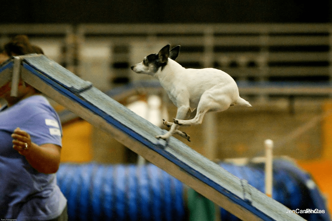 Central Florida Toy Fox Terrier Club Toy Fox Terriers, Florida