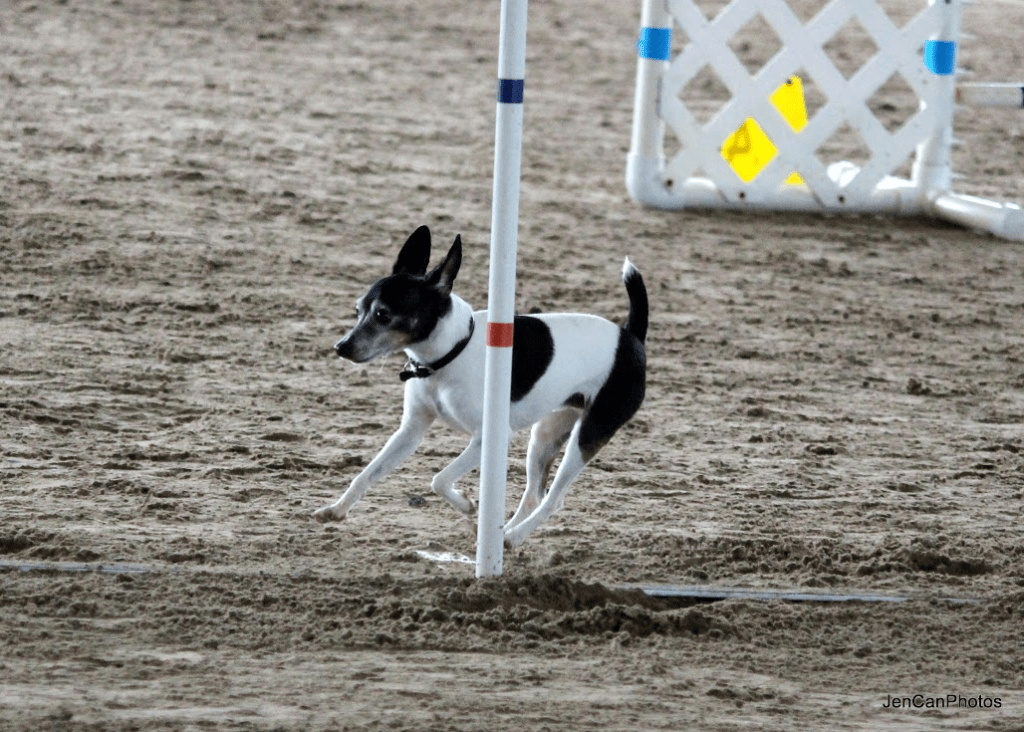 Agility 1 Central Florida Toy Fox Terrier Club