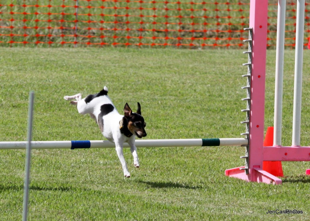 Agility 3 Central Florida Toy Fox Terrier Club