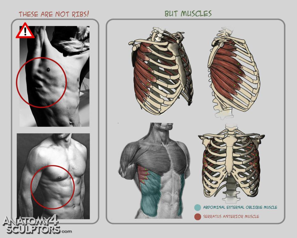 知る人ぞ知る名書！！「Anatomy For Sculptors」の日本語版がついにくる！！ CG GEEKS