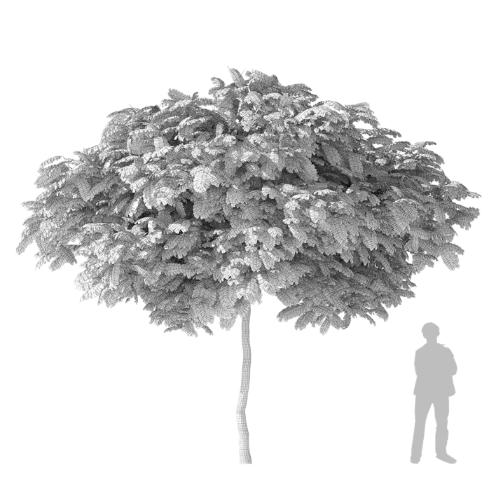 Silk Tree 3d model