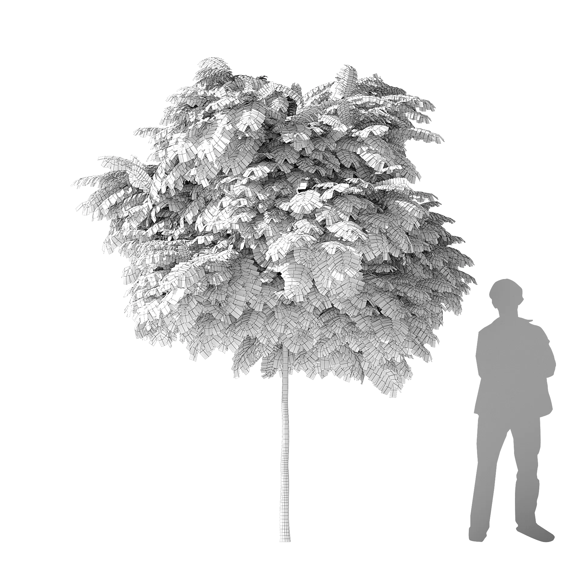Silk Tree 3d model