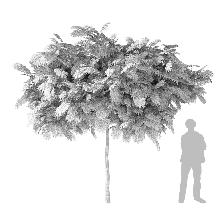Silk Tree 3d model