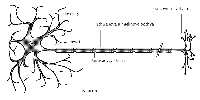 Neuronové sítě