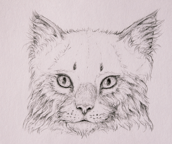 как нарисовать шкуру медведя