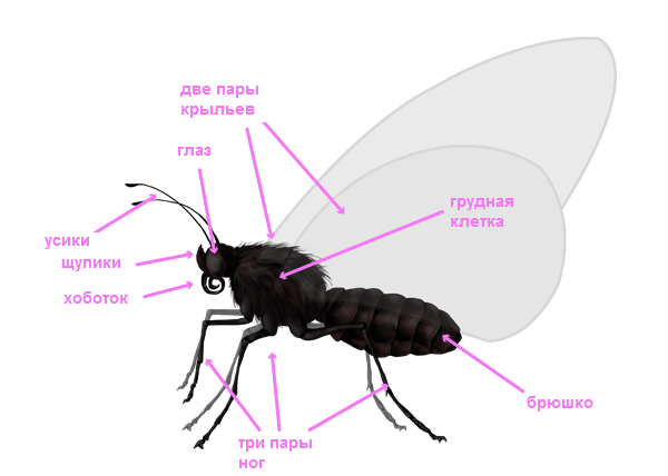 как нарисовать бабочку реалистично