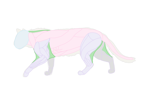 как нарисовать лапку кошки