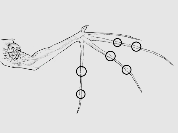 нарисовать крылья на спине