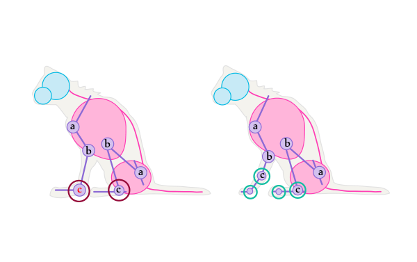 как нарисовать лапку кошки