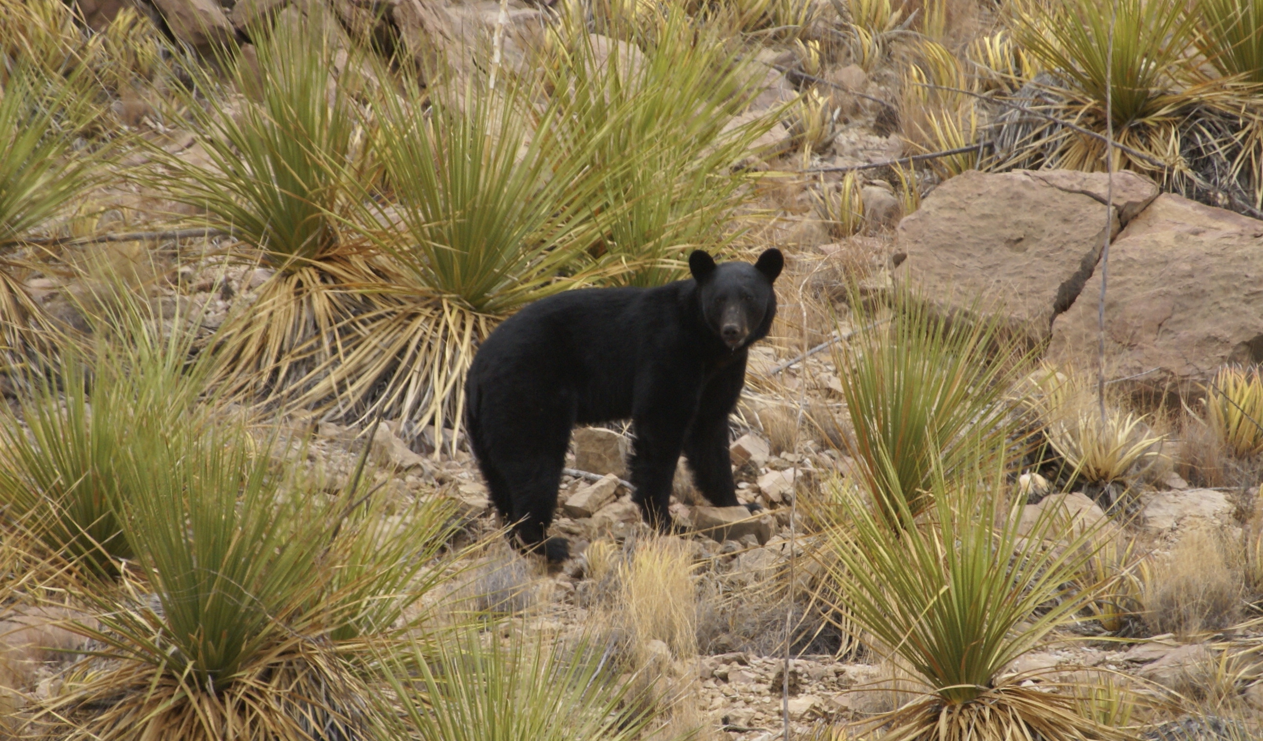 Conserving the Last Frontier The Case for the TransPecos
