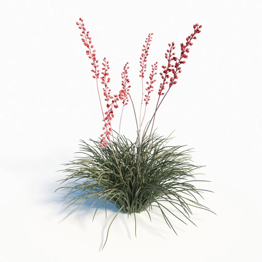 Hesperaloe Parviflora Red Yucca 3D Model for Corona