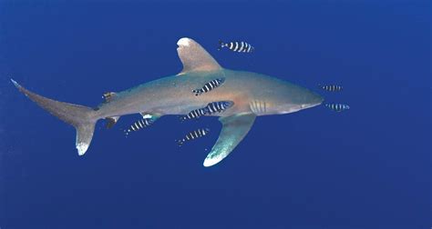 Queen Sandra Onlyfans Leaks - Mwach Neo RCT