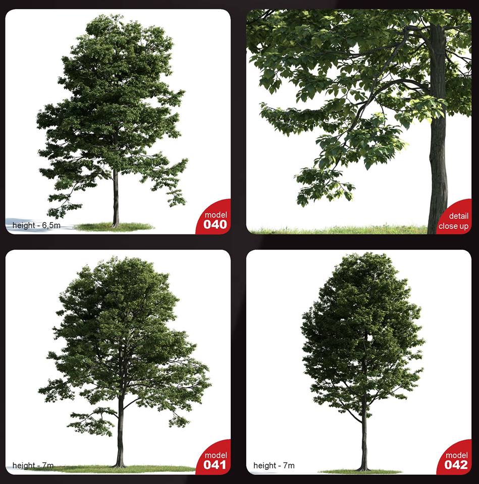 Free 3D Tree model Sketchup File 08 by Tran Duc Vinh