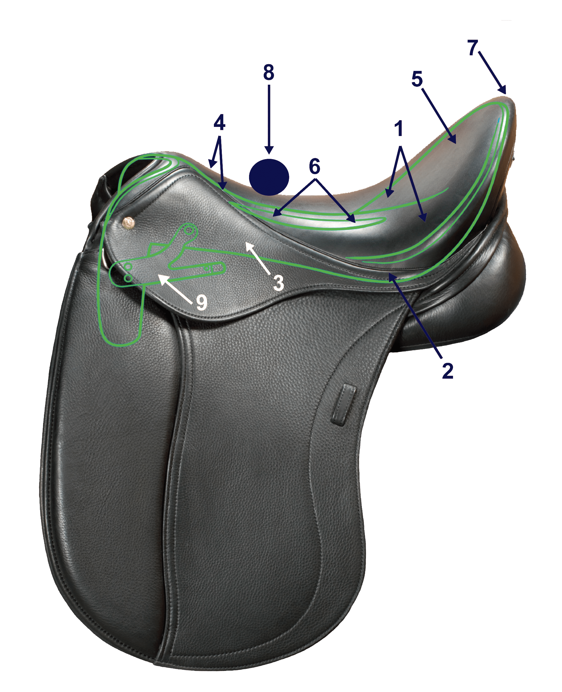 Saddle Fit Differences Between Men and Women Certified Horsemanship