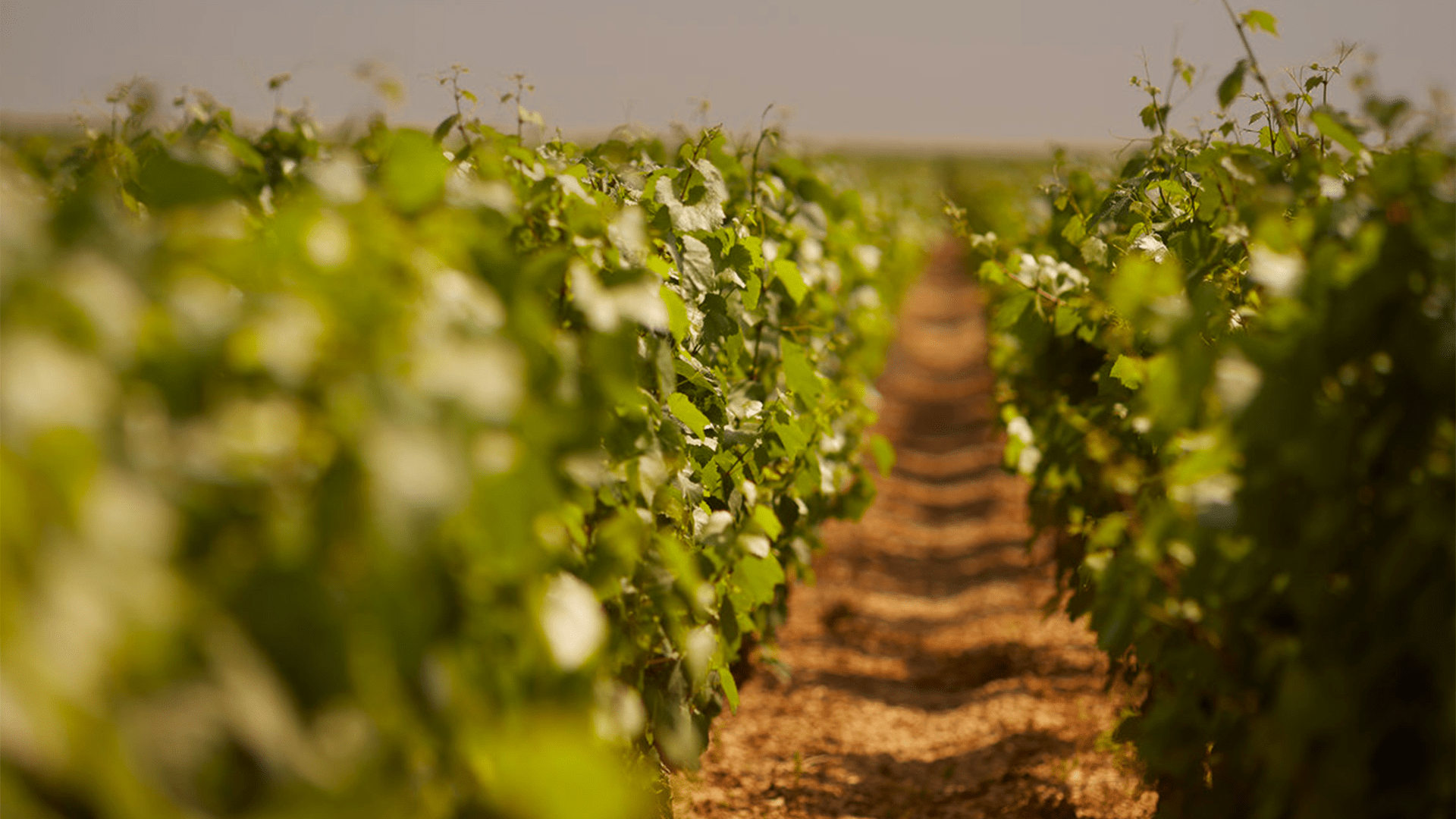 Famille Savary Grands vins de Chablis