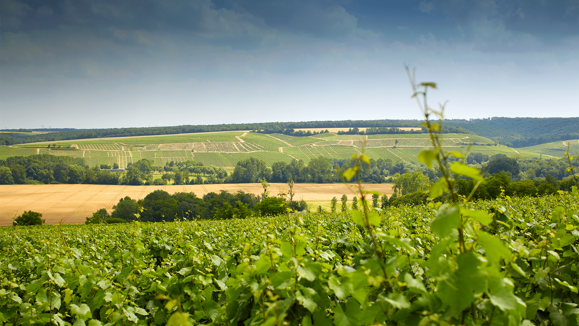 Famille Savary Grands vins de Chablis