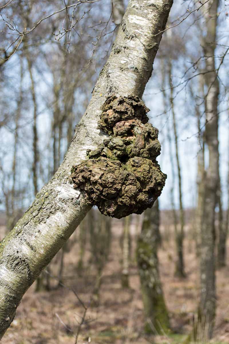 What trees does Chaga grow on? Chaga Mushroom