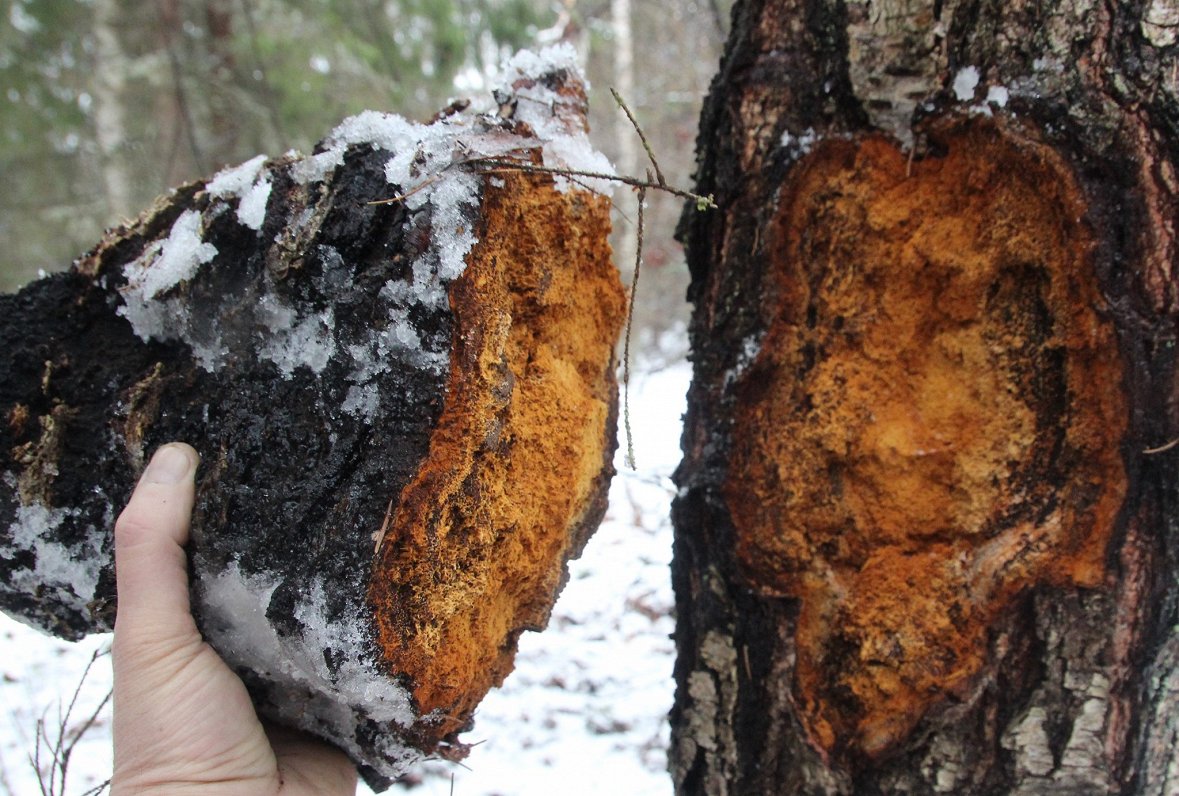 Harvesting Chaga from a dead birch and how to tell the difference
