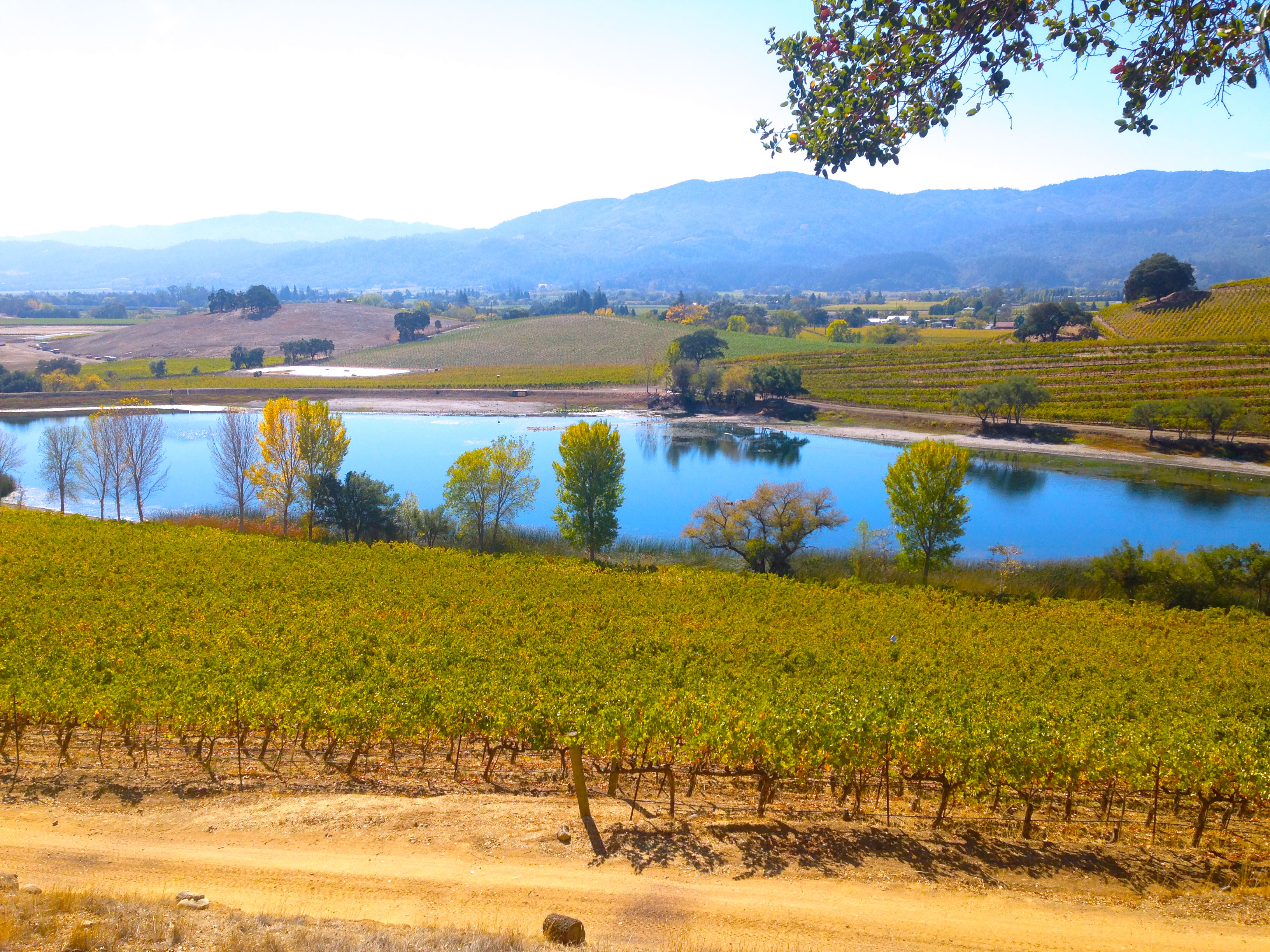 Napa Valley Chai Bear World