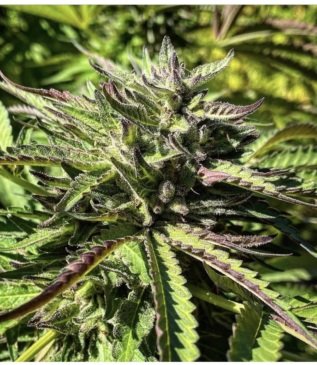 FRESCA RUNTZ Goodies x Pineapple Runtz (20) Reg Seeds ChaiLife