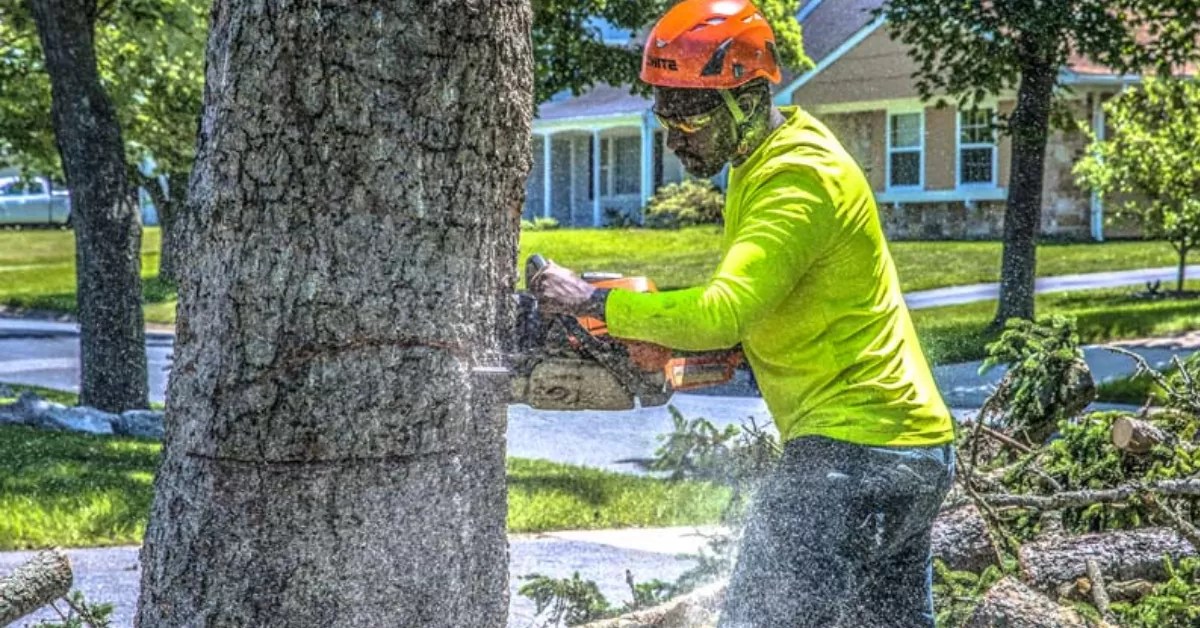 How to Cut Down a Tree Safely