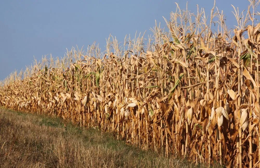 Corn Prices Face Supply Side Pressure