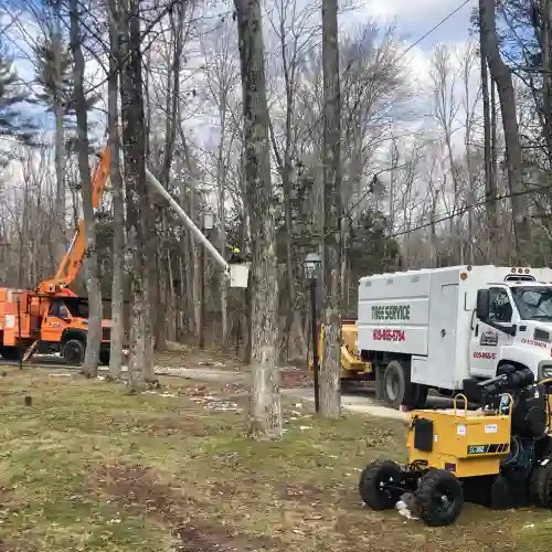 Chajon Hamilton Tree Service Fully Licensed & Insured
