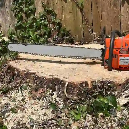 Tree Removal Hamilton Tree Service