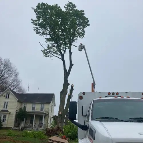 Tree Service 08650 Hamilton Tree Service