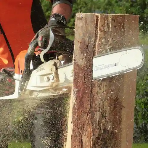 Chajon Hamilton Tree Service Fully Licensed & Insured