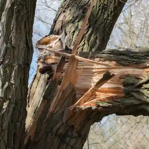 Emergency Tree Service Hamilton Tree Service