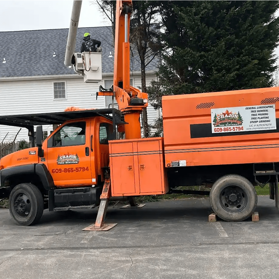 Tree Removal Services in Hamilton, NJ Hamilton Tree Service