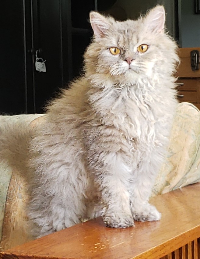 Selkirk Rex Cats and Kittens of Chaldee Cattery North Carolina