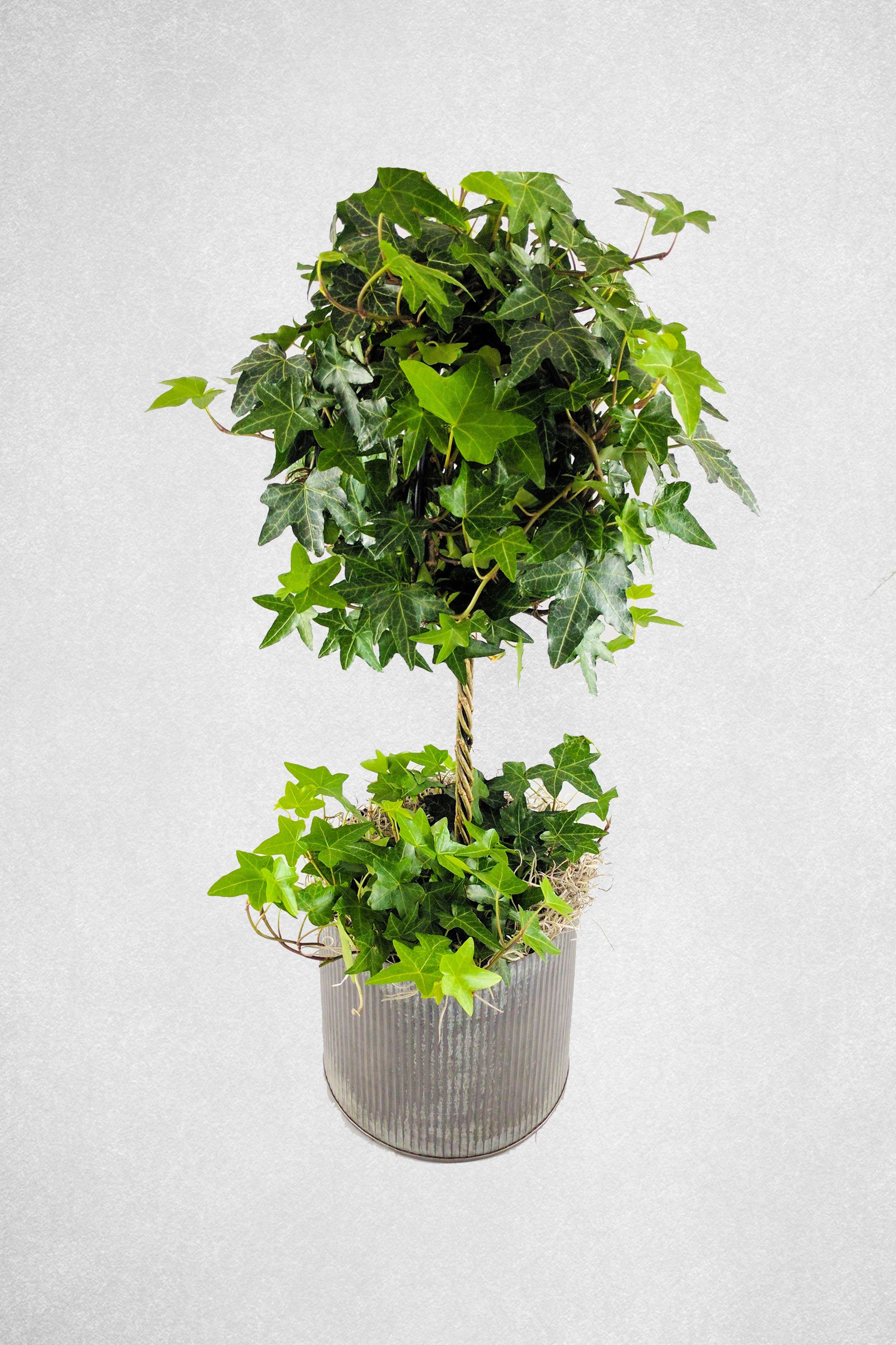 Ivy Topiary Care Instructions Chalet