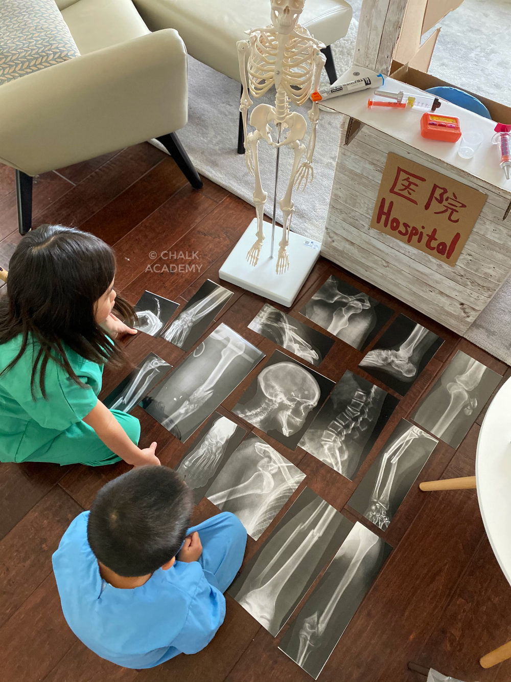 The Best Human Anatomy Toys Fun Science Gifts for Kids