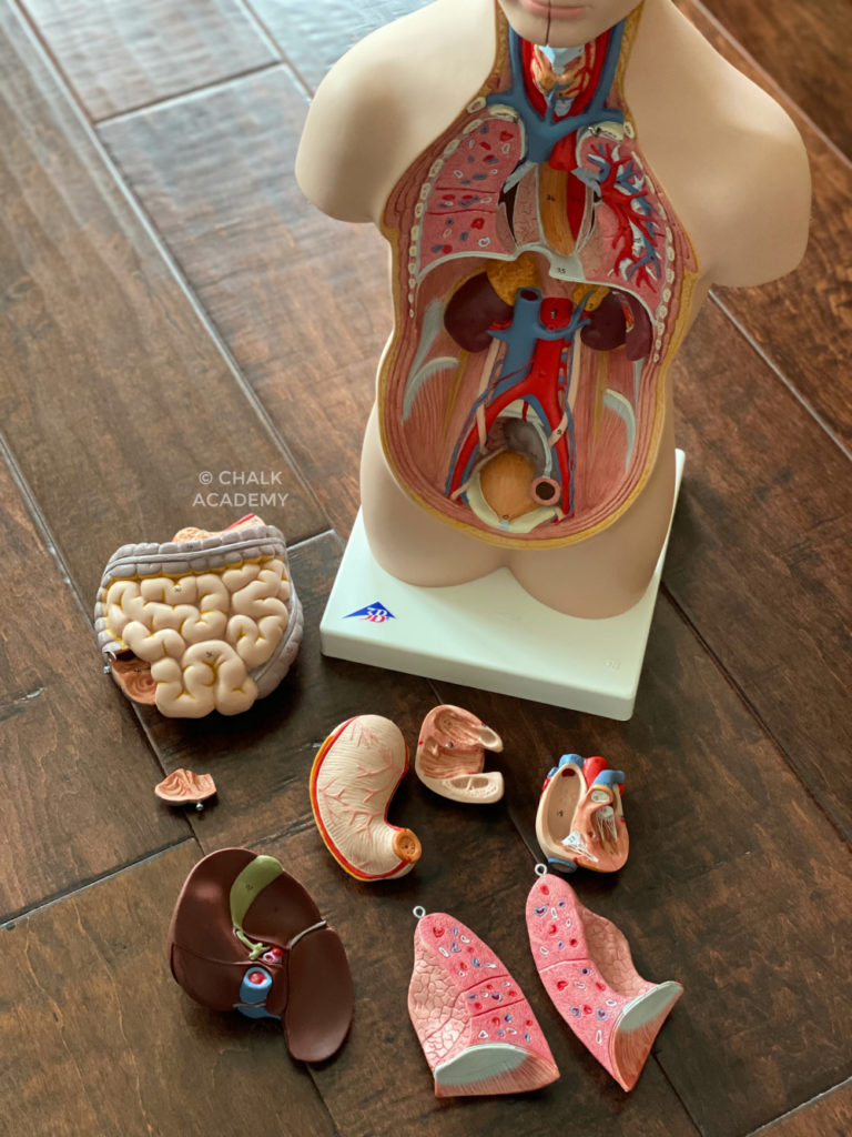 Human Anatomy Toys Science Gifts for Kids