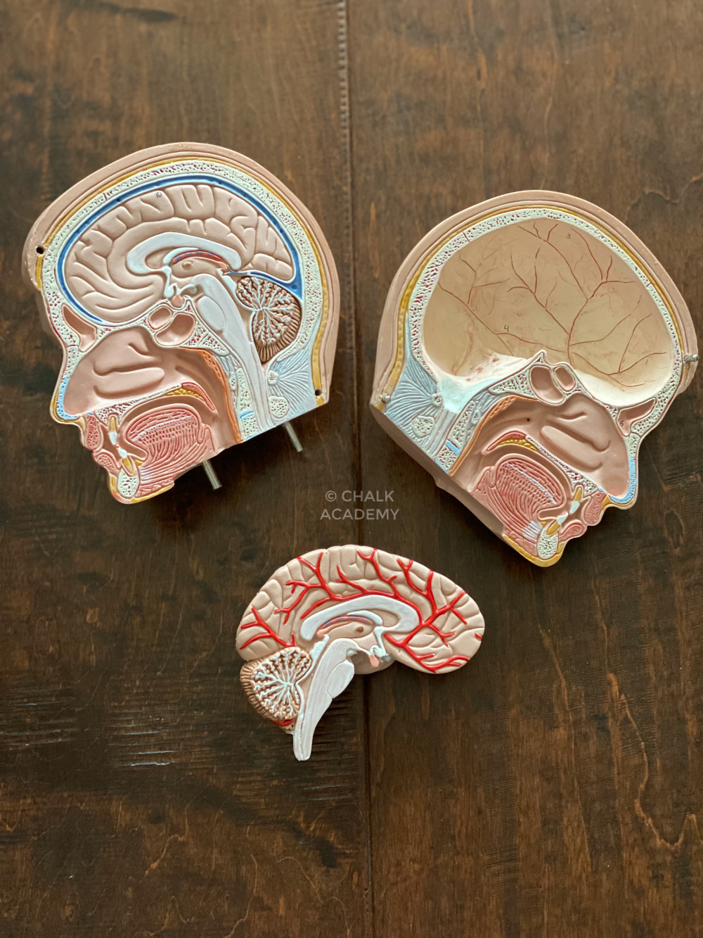 The Best Human Anatomy Toys Fun Science Gifts for Kids