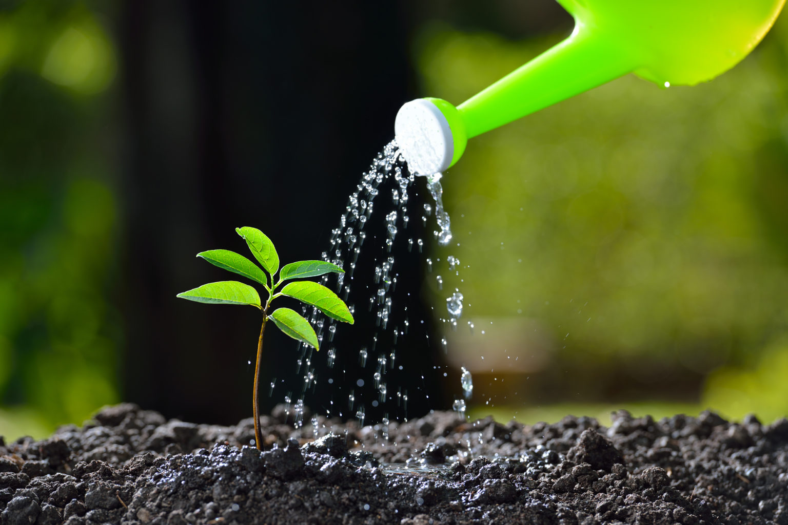 Topic Air and Water for Plant Roots Chalkboard Publishing