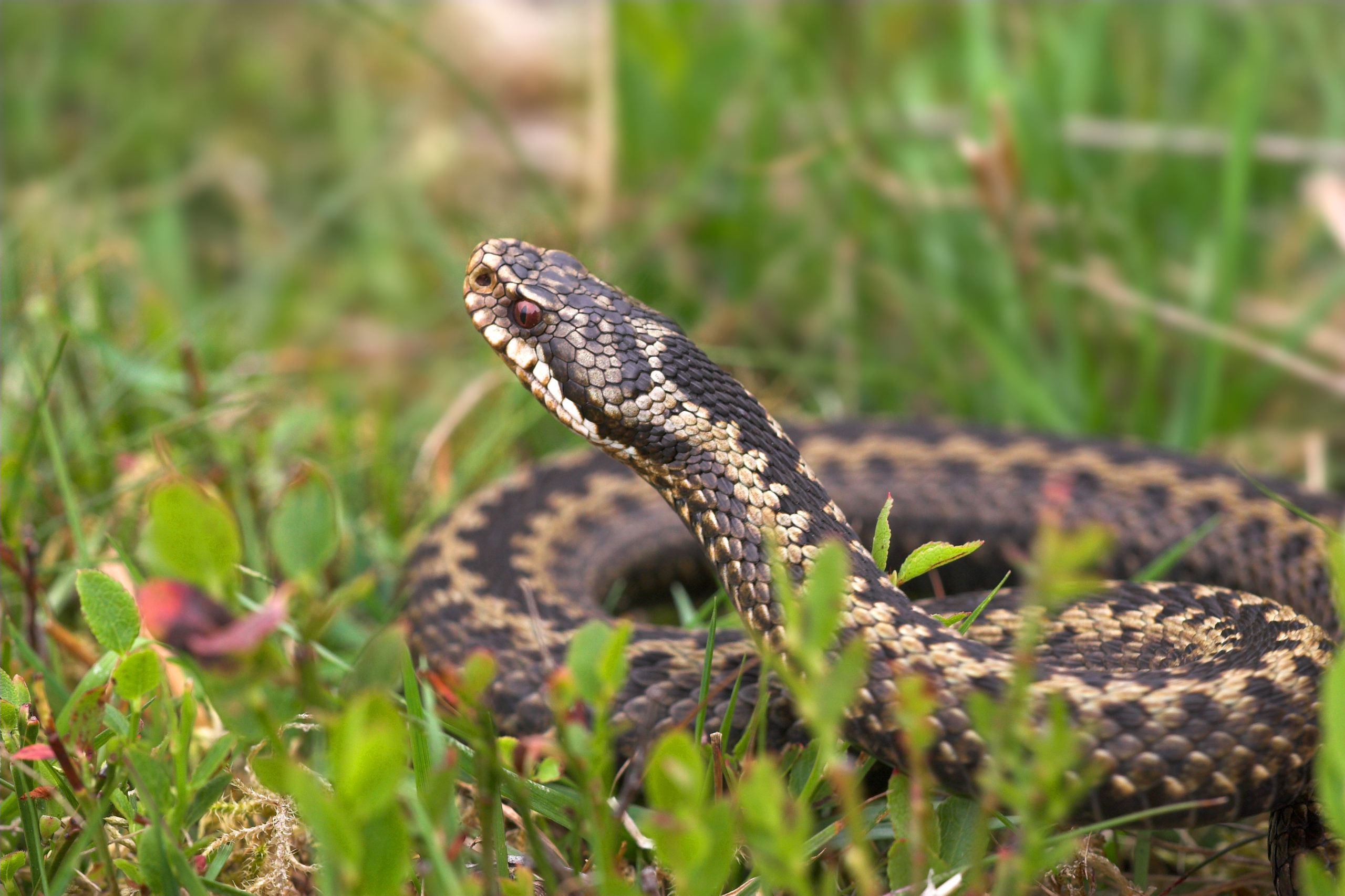 Adder Bites in Dogs ChalklandVets